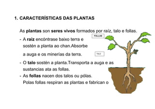 1. CARACTERÍSTICAS DAS PLANTAS
As plantas son seres vivos
- A raíz encóntrase baixo terra e
sostén a planta ao chan.Absorbe
a auga e os minerías da terra.
- O talo sostén a planta.Transporta a auga e as
sustancias ata as follas.
- As follas nacen dos talos ou pólas.
Polas follas respiran as plantas e fabrican o
CARACTERÍSTICAS DAS PLANTAS
seres vivos formados por raíz, talo e follas.
encóntrase baixo terra e
sostén a planta ao chan.Absorbe
a auga e os minerías da terra.
planta.Transporta a auga e as
sustancias ata as follas.
nacen dos talos ou pólas.
Polas follas respiran as plantas e fabrican o
FOLLAS
TALO
formados por raíz, talo e follas.
planta.Transporta a auga e as
 