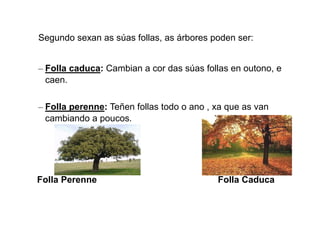Segundo sexan as súas follas, as árbores poden ser:
– Folla caduca: Cambian a cor das súas follas en outono, e
caen.
– Folla perenne: Teñen follas todo o ano , xa
cambiando a poucos.
Folla Perenne
Segundo sexan as súas follas, as árbores poden ser:
Cambian a cor das súas follas en outono, e
Teñen follas todo o ano , xa que as van
cambiando a poucos.
Folla Perenne Folla Caduca
Segundo sexan as súas follas, as árbores poden ser:
Cambian a cor das súas follas en outono, e
que as van
Folla Caduca
 