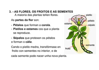 3. - AS FLORES, OS FROITOS E AS SEMENTES
A maioría das plantas teñen flores.
As partes da flor son:
- Pétalos que forman a
- Pistilos e estames
se reproduce.
- Sépalos que protexen os pétalos
e forman o cáliz.
Cando o pistilo medra, transfórmase en
froito con sementes no interior, e de
cada semente pode nacer unha nova planta.
AS FLORES, OS FROITOS E AS SEMENTES
A maioría das plantas teñen flores.
son:
que forman a corola.
Pistilos e estames cos que a planta
que protexen os pétalos
Cando o pistilo medra, transfórmase en
froito con sementes no interior, e de
cada semente pode nacer unha nova planta.
AS FLORES, OS FROITOS E AS SEMENTES
 