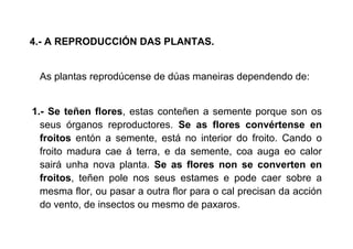 4.- A REPRODUCCIÓN DAS PLANTAS.
As plantas reprodúcense de dúas maneiras dependendo de:
1.- Se teñen flores, estas conteñen a semente porque son os
seus órganos reproductores. Se as flores convértense en
froitos entón a semente, está no interior do froito. Cando o
froito madura cae á terra, e da semente, coa auga eo calor
sairá unha nova planta. Se as flores non se converten en
froitos, teñen pole nos seus estames e pode caer sobre a
mesma flor, ou pasar a outra flor para o cal precisan da acción
do vento, de insectos ou mesmo de paxaros.
 