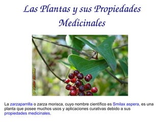 Las Plantas y sus Propiedades Medicinales La  zarzaparrilla  o zarza morisca, cuyo nombre científico es  Smilax aspera , es una planta que posee muchos usos y aplicaciones curativas debido a sus  propiedades medicinales . 