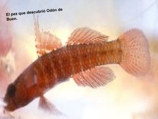 El pez que descubrió Odón de   Buen. 