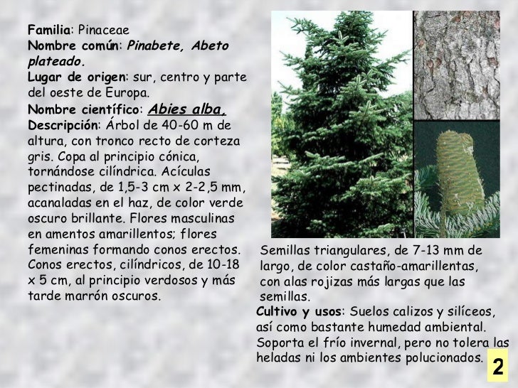 Presenarboles