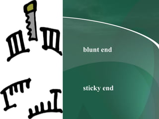 blunt end sticky end 