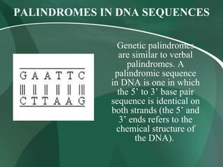 PALINDROMES IN DNA SEQUENCES
Genetic palindromes
are similar to verbal
palindromes. A
palindromic sequence
in DNA is one in which
the 5’ to 3’ base pair
sequence is identical on
both strands (the 5’ and
3’ ends refers to the
chemical structure of
the DNA).
 