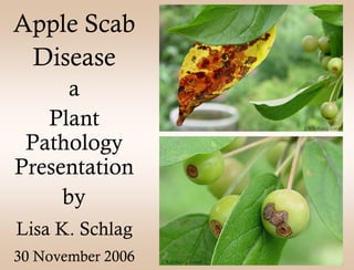 Apple Scab
 Disease
      a
   Plant
 Pathology
Presentation
     by
Lisa K. Schlag
30 November 2006
 