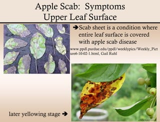 Apple Scab Presentation | PDF
