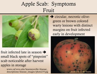 Apple Scab Presentation | PDF