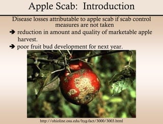 Apple Scab Presentation | PDF