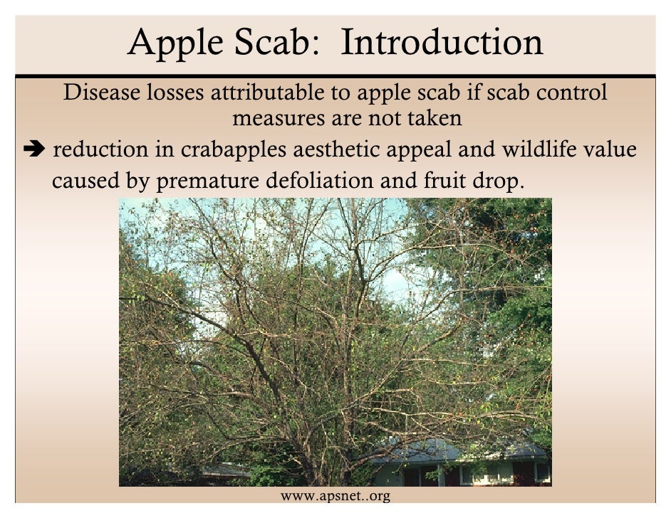 Apple Scab Presentation