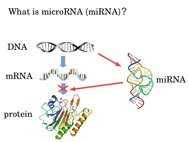 MicroRNA-mRNA interaction identification in Wilms tumor MicroRNA-mRNA interaction identification in Wilms tumor