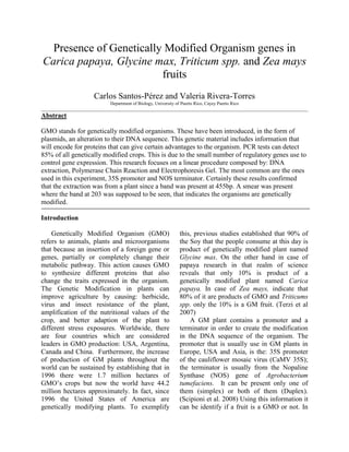 Presence of Genetically Modified Organism genes in Carica papaya, Glycine max, Triticum spp. and Zea mays fruits<br />Carlos Santos-Pérez and Valeria Rivera-Torres<br />Department of Biology, University of Puerto Rico, Cayey Puerto Rico<br />_____________________________________________________________________________________________________________________<br />Abstract<br />GMO stands for genetically modified organisms. These have been introduced, in the form of plasmids, an alteration to their DNA sequence. This genetic material includes information that will encode for proteins that can give certain advantages to the organism. PCR tests can detect 85% of all genetically modified crops. This is due to the small number of regulatory genes use to control gene expression. This research focuses on a linear procedure composed by: DNA extraction, Polymerase Chain Reaction and Electrophoresis Gel. The most common are the ones used in this experiment, 35S promoter and NOS terminator. Certainly these results confirmed that the extraction was from a plant since a band was present at 455bp. A smear was present where the band at 203 was supposed to be seen, that indicates the organisms are genetically modified.<br />Introduction<br />Genetically Modified Organism (GMO) refers to animals, plants and microorganisms that because an insertion of a foreign gene or genes, partially or completely change their metabolic pathway. This action causes GMO to synthesize different proteins that also change the traits expressed in the organism. The Genetic Modification in plants can improve agriculture by causing: herbicide, virus and insect resistance of the plant, amplification of the nutritional values of the crop, and better adaption of the plant to different stress exposures. Worldwide, there are four countries which are considered leaders in GMO production: USA, Argentina, Canada and China.  Furthermore, the increase of production of GM plants throughout the world can be sustained by establishing that in 1996 there were 1.7 million hectares of GMO’s crops but now the world have 44.2 million hectares approximately. In fact, since 1996 the United States of America are genetically modifying plants. To exemplify this, previous studies established that 90% of the Soy that the people consume at this day is product of genetically modified plant named Glycine max. On the other hand in case of papaya research in that realm of science reveals that only 10% is product of a genetically modified plant named Carica papaya. In case of Zea mays, indicate that 80% of it are products of GMO and Triticums spp. only the 10% is a GM fruit. (Terzi et al 2007)<br />A GM plant contains a promoter and a terminator in order to create the modification in the DNA sequence of the organism. The promoter that is usually use in GM plants in Europe, USA and Asia, is the: 35S promoter of the cauliflower mosaic virus (CaMV 35S); the terminator is usually from the Nopaline Synthase (NOS) gene of Agrobacterium tumefaciens.  It can be present only one of them (simplex) or both of them (Duplex). (Scipioni et al. 2008) Using this information it can be identify if a fruit is a GMO or not. In fact, today there is a debate about the commercial identification of these products. In the United States of America there is no regulation about labeling the GM plants product but some organizations want producers to identified if the product is genetically modified or not. A possible solution to this could be the use of ELISA or PCR in order to identify if the fruit is product of a GM plant. The use of ELISA represents a problem. ELISA is an antibody-based test and because of that ELISA can only tests fresh food. This is because of the problem that represents the fast degradation of the protein. In addition, ELISA has to be individualized to every single crop. That is the reason of why PCR is the preferred technique to identify GM plants. The objective is to extract the DNA of papaya, soy, whole corn and wheat and determine whether soy, papaya, corn or wheat is genetically modified products. Because of the literature research it can be expected that papaya and wheat will not be product of a GM plant while soy and corn can be a product of a GM plant. (BioRad® manual, 2010) <br />Material and Methods<br />Introduction<br />The samples were divided into two researchers. One of the researchers worked with Carica papaya and Glycine Max while the other worked with Zea mays and Trititcum spp. <br />Extraction of DNA<br />,[object Object], Polymerase Chain Reaction<br />Each investigator used their samples and conducted PCR.  In order to amplify the DNA, the DNA extraction of the respective samples it had to be exposed to PCR. Eight eppendorff tubes were used to place the control samples and the experimental samples. Also it was used two eppendorff tubes for the Master-mixes. These two Master-mixes had all the principal ingredients to amplify and replicate the DNA. It had distilled water, Taq Polymerase, one of two primers that are: Green Molecular Mark and Red Molecular Mark. Also these two Master-mixes had Nitrogen Bases, 10X PCR Buffer and Magnesium Chloride. It was used two different primers because the Plant Molecular Marker primer defined if the product it was really a plant. This marker identifies and replicates a gene of the chloroplast specifically in the Photosystem II of the plant. On the other hand, the Genetically Modified Molecular Marker primer identifies and replicates the promoter CaMV 35S and/or the terminator NOS (Red Primer). <br />PCR material was set up as follows:<br />,[object Object]