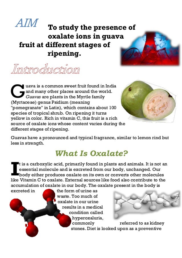 presence of oxalate ion in guava 1134 study the presence of oxalate ions in guava fruit at different stages of ripening jobs in all india. presence of oxalate ion in guava 1134 study the presence of oxalate ions in guava fruit at different stages of ripening jobs in all india.