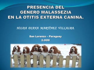 PRESENCIA DEL GÉNERO MALASSEZIA EN LA OTITIS EXTERNA CANINA. HILDA  DIANA  MARTÍNEZ  VILLALBA. San Lorenzo – Paraguay 2.OO9 