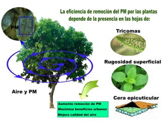 Eficiencia de remoción del material particulado (PM) por las plantas