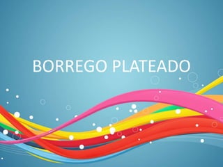 BORREGO PLATEADO
 