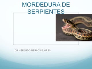 MORDEDURA DE
SERPIENTES
DR:MERARDO MERLOS FLORES
 