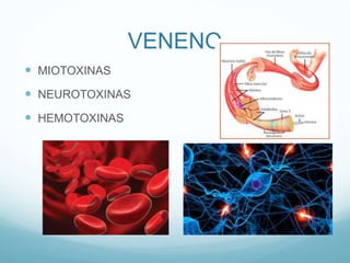 VENENO
 MIOTOXINAS
 NEUROTOXINAS
 HEMOTOXINAS
 