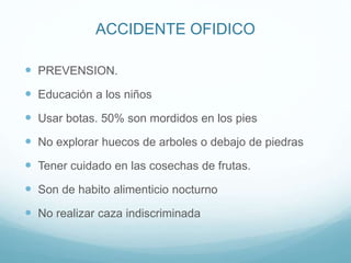 ACCIDENTE OFIDICO
 PREVENSION.
 Educación a los niños
 Usar botas. 50% son mordidos en los pies
 No explorar huecos de arboles o debajo de piedras
 Tener cuidado en las cosechas de frutas.
 Son de habito alimenticio nocturno
 No realizar caza indiscriminada
 