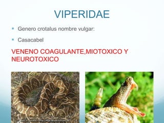 VIPERIDAE
 Genero crotalus nombre vulgar:
 Casacabel
VENENO COAGULANTE,MIOTOXICO Y
NEUROTOXICO
 