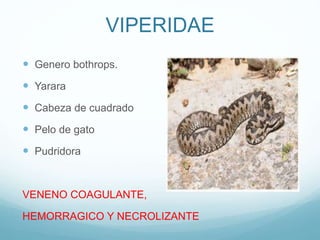 VIPERIDAE
 Genero bothrops.
 Yarara
 Cabeza de cuadrado
 Pelo de gato
 Pudridora
VENENO COAGULANTE,
HEMORRAGICO Y NECROLIZANTE
 