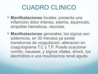 CUADRO CLINICO
 Manifestaciones locales: presenta una
inflamcion dolor intenso, edema, equimosis,
ampollas hematicos, necrosis.
 Manifestaciones generales: los signos son
sistemicos, en 30 minutos ya existe
transtornos de coagulacion, alteracion en
coagulograma T.C y T.P. Puede ocacionar
vomito, nauseas, y signos vitales, shock, los
electrolitos e una insuficiencia renal aguda
 