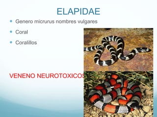 ELAPIDAE
 Genero micrurus nombres vulgares
 Coral
 Coralillos
VENENO NEUROTOXICOS
 
