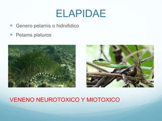 ELAPIDAE
 Genero pelamis o hidrofidico
 Pelams platuros
VENENO NEUROTOXICO Y MIOTOXICO
 