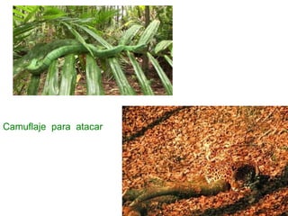 Camuflaje para atacar
 