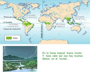 En la franja tropical llueve mucho
Y hace calor por eso hay muchas
Selvas en el mundo .
 