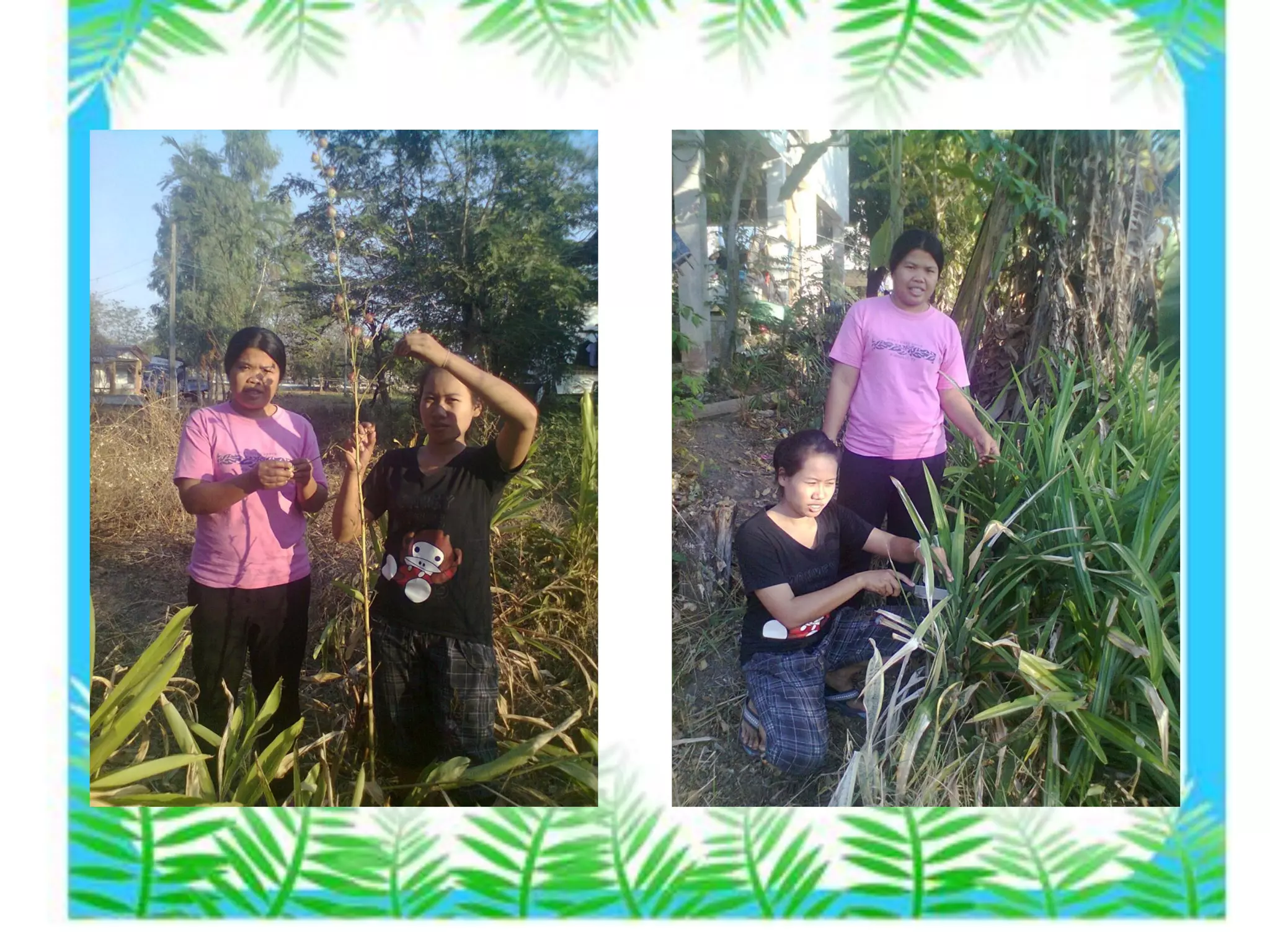 Present โครงงานคอมพิวเตอร์ สื่อออนไลน์พืชสมุนไพรเพื่อสุขภาพ