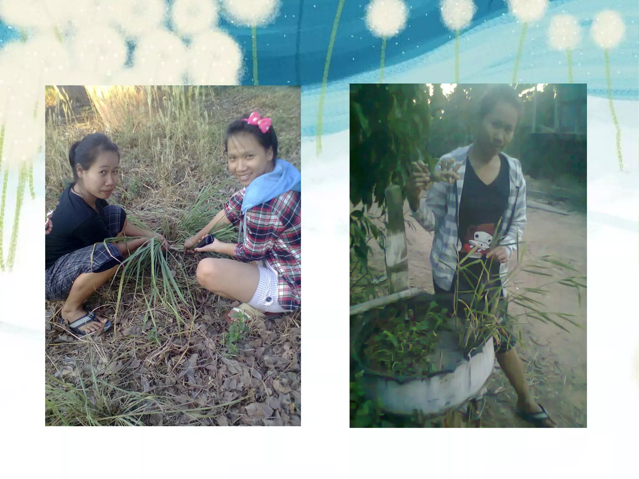 Present โครงงานคอมพิวเตอร์ สื่อออนไลน์พืชสมุนไพรเพื่อสุขภาพ