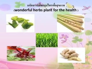 มหัศจรรย์ พชสมุนไพรเพือสุ ขภาพ
                  ื          ่
(wonderful herbs plant for the health )
 