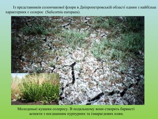 Із представників солончакової флори в Дніпропетровській області одним з найбільш
характерних є солерос (Salicornia europaea).
Молоденькі кущики солеросу. В подальшому вони створять барвисті
аспекти з поєднанням пурпурних та ізмарагдових плям.
 