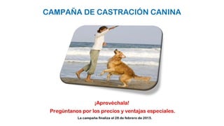 Presentación de la campaña castracion canina