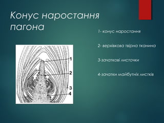 Будова та функції пагона | PPT