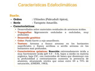 Características Edafoclimáticas
Suelo.
– Orden : Ultisoles (Paleudult típico),
– Serie : Tarapoto Amarillo.
– Características:
• Desarrollados sobre materiales residuales de areniscas ácidas.
• Topografías: Ligeramente onduladas a onduladas, muy
profundos
• Desarrollo genético
• Color: Pardo fuerte a rojo amarillento.
• Textura: Arenosa a franco arenosa en los horizontes
superficiales y franco arcillosa a arcillo arenosa en los
horizontes mas profundos.
• Características químicas: Reacción extremadamente ácida a
muy fuertemente ácida (pH 4.0 - 5.0), bajos a medio en materia
orgánica, baja CIC, con contenidos de bases que disminuye con
la profundidad y contrariamente aumenta la presencia de
aluminio, alcanzando niveles que estan entre 64 a 74% de
saturación, (ONERN, 1983).
 