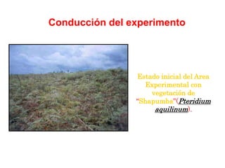 Conducción del experimento
Estado inicial del Area
Experimental con
vegetación de
“Shapumba”(Pteridium
aquilinum).
 