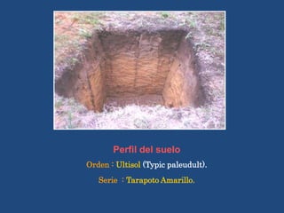 Perfil del suelo
Orden : Ultisol (Typic paleudult).
Serie : Tarapoto Amarillo.
 