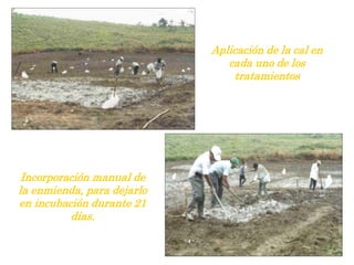 Aplicación de la cal en
cada uno de los
tratamientos
Incorporación manual de
la enmienda, para dejarlo
en incubación durante 21
días.
 