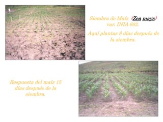 Siembra de Maíz (Zea mays)
var. INIA 602.
Aquí plantas 8 días después de
la siembra.
Respuesta del maíz 15
días después de la
siembra.
 