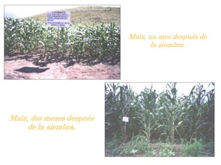 Maíz, un mes después de
la siembra.
Maíz, dos meses después
de la siembra.
 