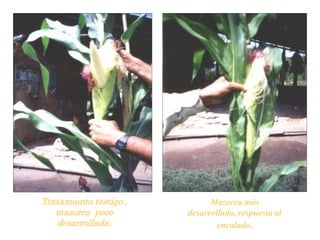 Tratamiento testigo ,
mazorca poco
desarrollada.
Mazorca más
desarrollada, respuesta al
encalado.
 