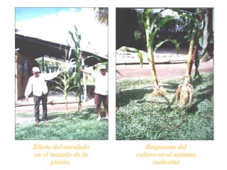 Efecto del encalado
en el tamaño de la
planta.
Respuesta del
cultivo en el sistema
radicular
 