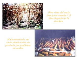 Otra vista del maíz
listo para cosecha 115
días después de la
siembra.
Maíz cosechado en
suelo donde antes no
producía por problema
de acidez
 