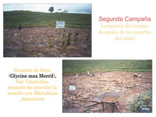 Segunda Campaña
Limpieza del campo
después de la cosecha
del maíz
Siembra de Soya
(Glycine max Merril),
Var. Cristalina,
después de inocular la
semilla con Rhizobium
japonicum
 