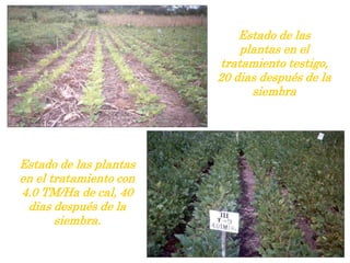 Estado de las
plantas en el
tratamiento testigo,
20 dias después de la
siembra
Estado de las plantas
en el tratamiento con
4.0 TM/Ha de cal, 40
dias después de la
siembra.
 