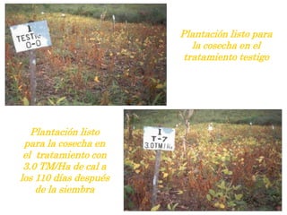 Plantación listo para
la cosecha en el
tratamiento testigo
Plantación listo
para la cosecha en
el tratamiento con
3.0 TM/Ha de cal a
los 110 días después
de la siembra
 