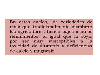 En estos suelos, las variedades de
maíz que tradicionalmente siembran
los agricultores, tienen bajos o nulos
rendimientos, al igual que la soya,
por ser muy susceptibles a la
toxicidad de aluminio y deficiencias
de calcio y magnesio.
 