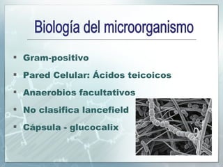 Gram-positivo Pared Celular: Ácidos teicoicos Anaerobios facultativos  No clasifica lancefield Cápsula - glucocalix Biología del microorganismo 